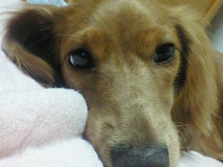 愛犬ハナ